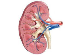 Böbrek taşından korunmak için...