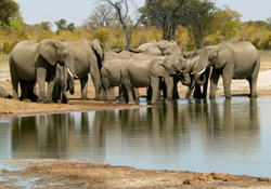 Angola'yı filler bastı