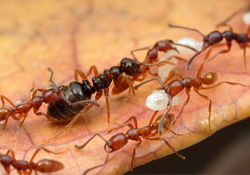 Karıncalarla deprem tahmini