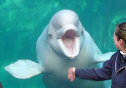 Beyaz balinaların senkronize dansı