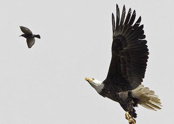 Büyük kuş küçük kuşu böyle avladı-FOTO