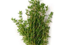 Kekiğin antibiyotik özelliğini buldu