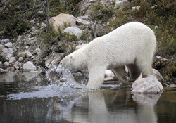 Kutup ayıları avlanmaktan kurtulamadı