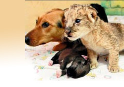 Köpek, annesiz kalan aslana annelik yaptı