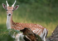 Neslinin son temsilcilerinden yaralı ceylan ameliyat oldu