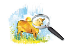 İyi kaynamamış süt, hastalık yapıyor