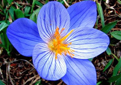 Safranın güneş saatini yaptılar