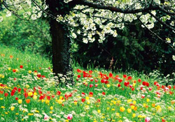 Baharı mutlu geçirmenin yolu