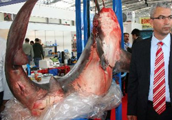 200 kiloluk köpekbalı görenleri şaşırttı