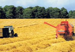 1 milyon ton buğday, hasatta heba oluyor