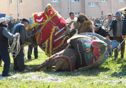 Develer cami yardımı için  güreşti!