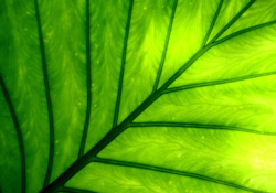 Kanseri yenerken bitkilerle ölmeyin