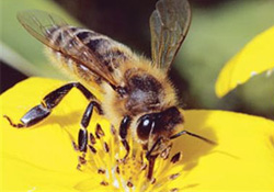 New York vız, vız, vız...