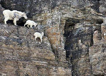 İşte gerçek dağcılar, keçiler-FOTO