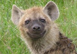 Gülüşleri çok şey anlatıyor