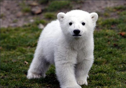 İklim değişikliği kutup ayılarını küçülttü