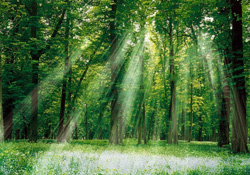 İstanbul’da ormanlara ulaşmak kolaylaşacak