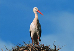 İşadamı 100 bin lira harcayıp leyleklere yuva yaptı