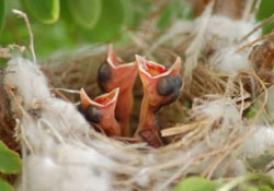 Kanaryaların beslenme saati