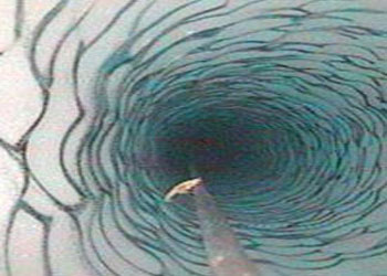 Buzulun altındaki canlı, bilimi sarstı