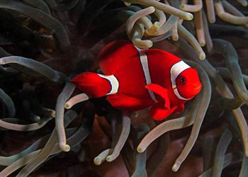 Denizler altındaki canlı sanatlar-FOTO