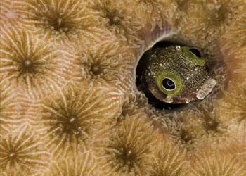 Denizler altındaki canlı sanatlar(2)-FOTO