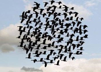 Kuşların sürü halinde uçmalarının sırrı