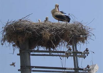 Yuvası yanan leyleğe çevik yuva yaptı