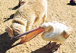 Öfkelendiğinde Mülayim'e koşuyor