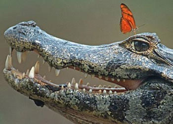 Timsahın kelebeğe yenildiği an-FOTO