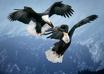 Hayvanlar aleminden kareler-FOTO