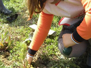 Minik eller fidan dikti