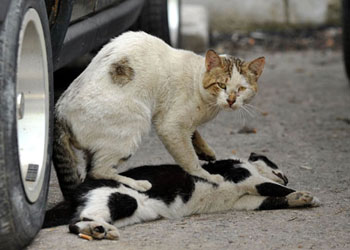 Kedi, sanki dişisine kalp masajı yaptı