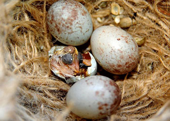 Kanaryaların yumurtadan çıkışı-FOTO