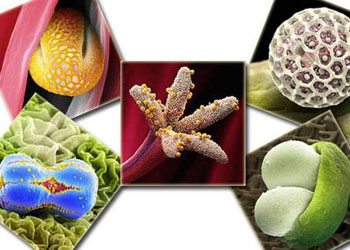 Şu mikropların güzelliğine bakın-FOTO