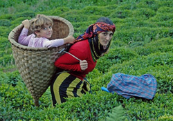 Kanser Karadeniz'de farklı mı?