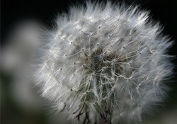 Polen kaynaklı alerjilere önlemler