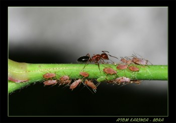 İnsan ve ormanları karıncalar savunacak