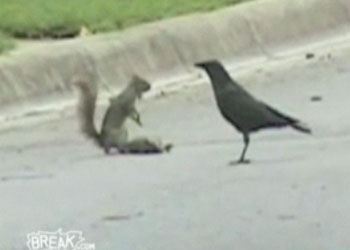 Sincaptan insanlık dersi-VİDEO