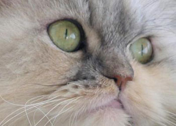 Kedinin rızkını Allah böyle gönderdi