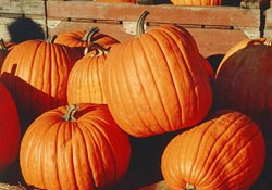 Bal kabağı pek çok derde deva