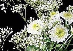 Kansere karşı Çöven umudu