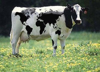 Kaymakamdan öğrenciye inek yardımı