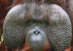 50 yaşında Orangutan