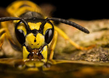 Böceklere hiç böyle baktınız mı?-FOTO