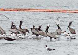 Petrol denize felaket getirdi