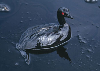 İnsanın bulaşık eli ile gelen çevre katliamı