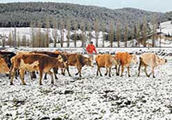 Batı baharı yaşarken, Ardahan'a kar yağdı
