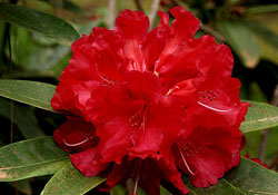 Çin'de ararken İngiltere'de çıktı