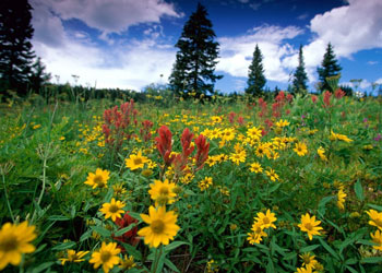 İslam'a göre bahar bir müjdedir